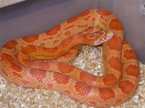 Sunkissed Amel Cornsnake Ians Vivarium