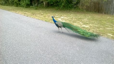 Wild Peacocks Melbourne Florida Melbourne Florida Brevard Florida