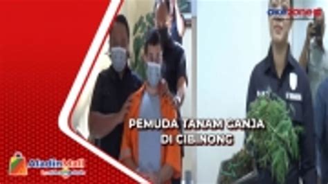 Pemuda Tanam Ganja Di Cibinong Polisi Tangkap Buronan Interpol Pemilik