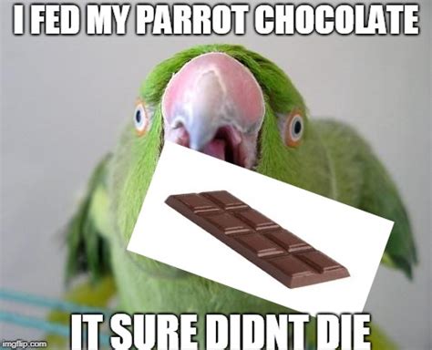 Parrot Imgflip