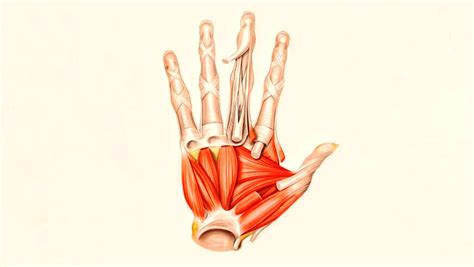 Palmar Interossei Muscles