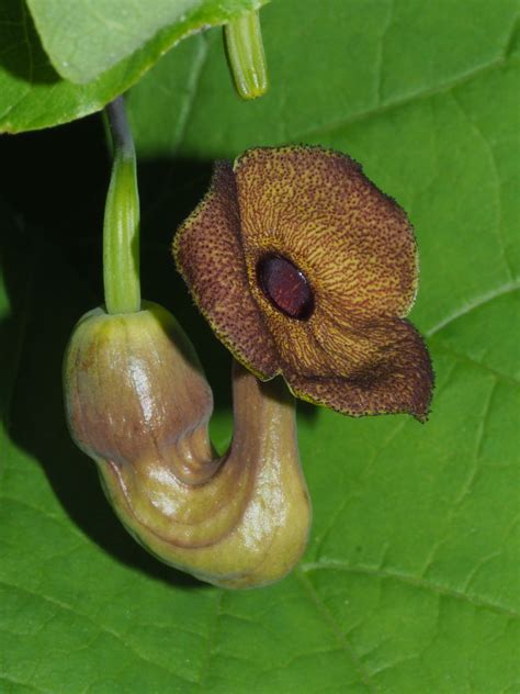 Aristolochia Macrophylla Lam Plants Of The World Online Kew Science