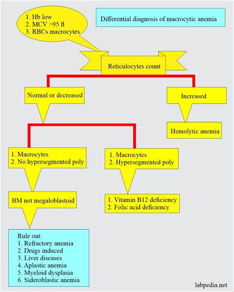 Anemia Classification Diagnosis And Routine Workup