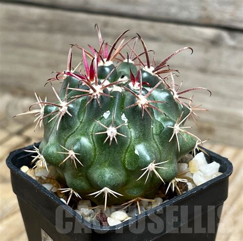 SHPR15316 Ferocactus fordii Кактус онлайн