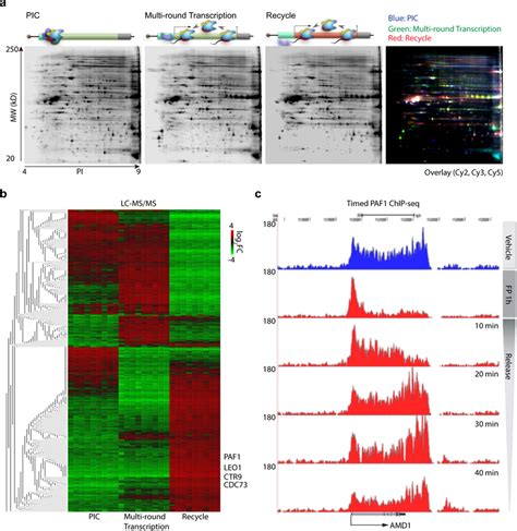 Profiling Of In Vitro Transcription On The Sequential Template A