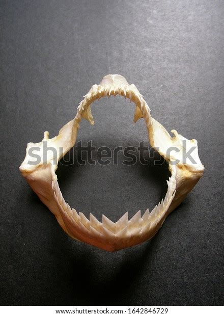 Kitefin Shark: Over 2 Royalty-Free Licensable Stock Photos | Shutterstock