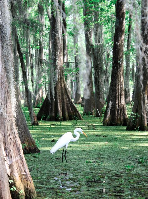 The Honey Island Monster Stalks the Swamps North of New Orleans