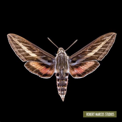 A White Striped Sphinx Moth Photographed By Robert Marcos Natural