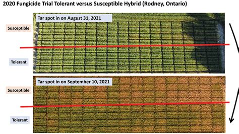 Tar Spot Ontario Grain Farmer