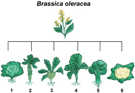 1 Illustration Of Wild Mustard Brassica Oleracea And Its Biotypes Download Scientific Diagram