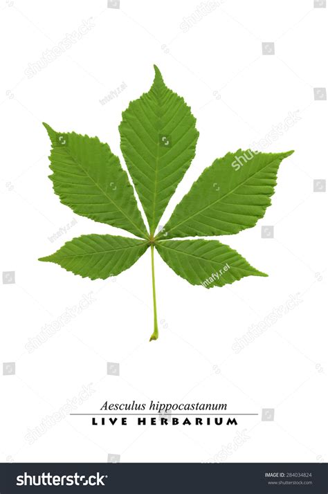 Buckeye Leaf Stock Vector Illustration 284034824 : Shutterstock