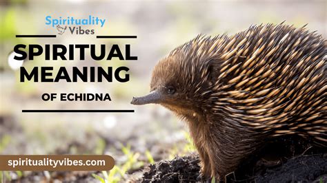 Echidna Spiritual Meaning | Symbolism, Messages & Lessons!