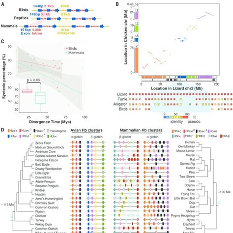 Pdf Comparative Genomics Reveals Insights Into Avian Genome Evolution