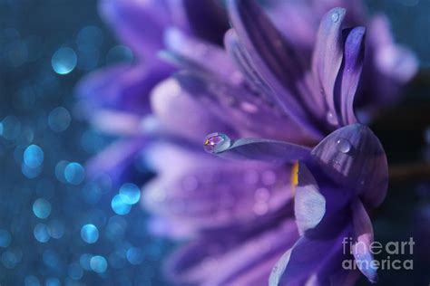 Lavender Dreams Photograph By Krissy Katsimbras Fine Art America