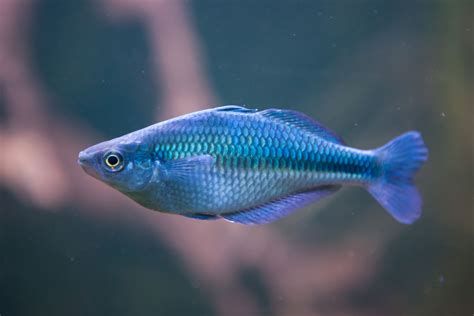 25 Colorful Species Of Rainbowfish