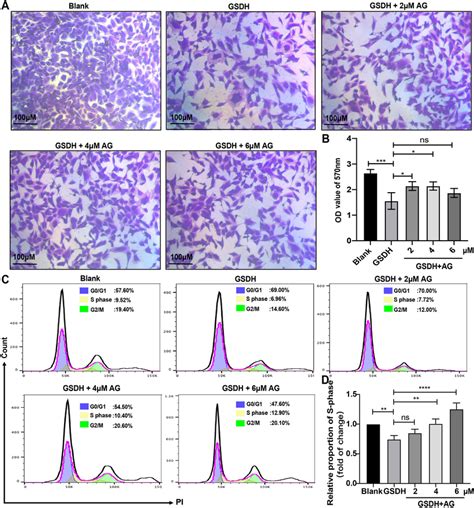 The Effects Of Ag On Proliferation In Bmscs Under Gsdh A Crystal