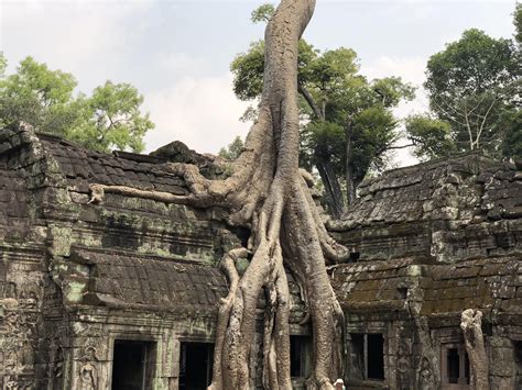 Cambodia Ta Prohm Temple At Angkor Wat Aka Tomb Raider Temple Rtravel