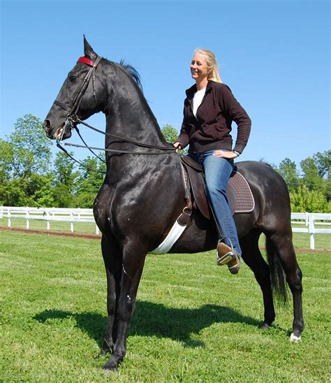 Riverwind Stables Llc Kelle Grimm Ruedlinger American Saddlebred