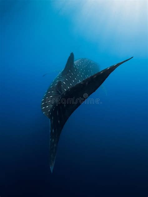 287 Shark Silhouette Underwater Sunlight Stock Photos Free Royalty