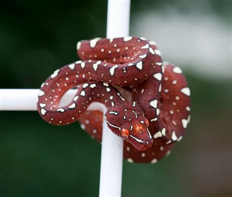 Post a picture of your favorite chondro that you own. - Morelia Viridis
