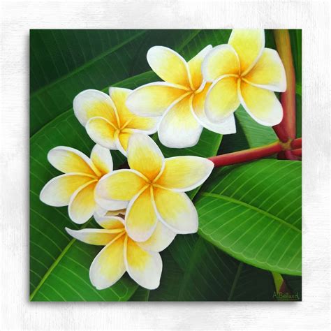 Tableau Fleurs Exotiques De Plumeria Douceur Solaire Ambiance Sauvage