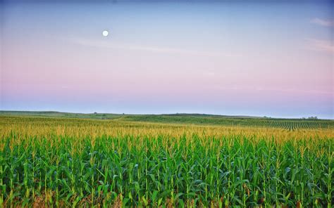 Iowa Corn Field With Moon In The Sky