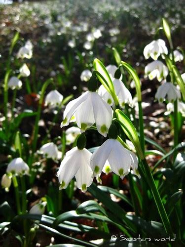 Alter Botanischer Garten Kiel Old Botanic Garden Kiel Flickr