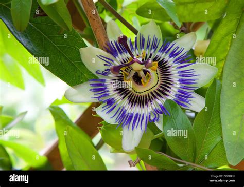 Pasionaria fotografías e imágenes de alta resolución Alamy