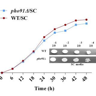 LD Staining Using Nile Red The WT And Pho91 Cells Were Grown In SC