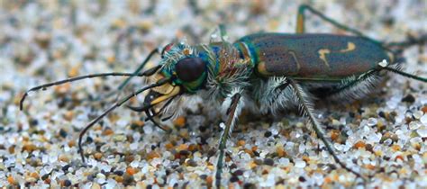 Tiger Beetles Xerces Society