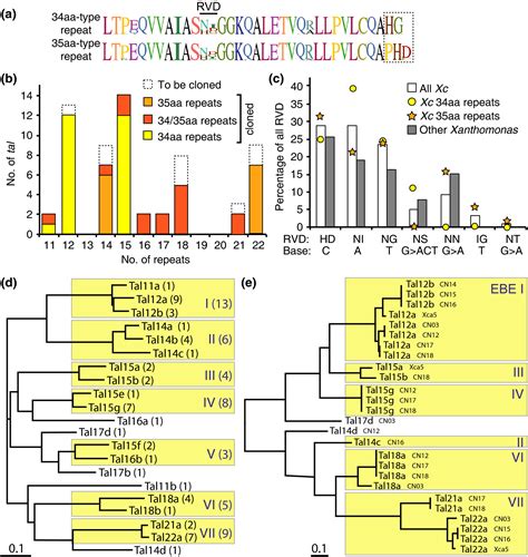 Two Ancestral Genes Shaped The Xanthomonas Campestris Tal Effector Gene