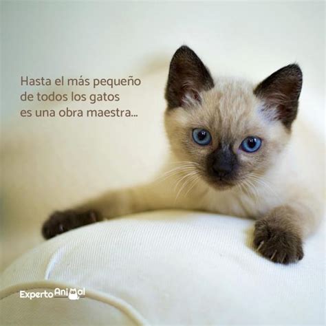 Frases De Gatos ¡más De 60 Ideas Para Inspirarte