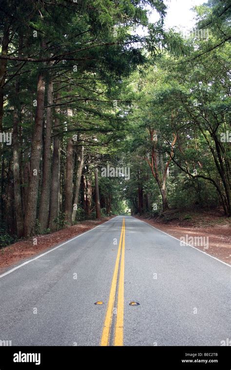 Rural California redwood forest road Stock Photo - Alamy