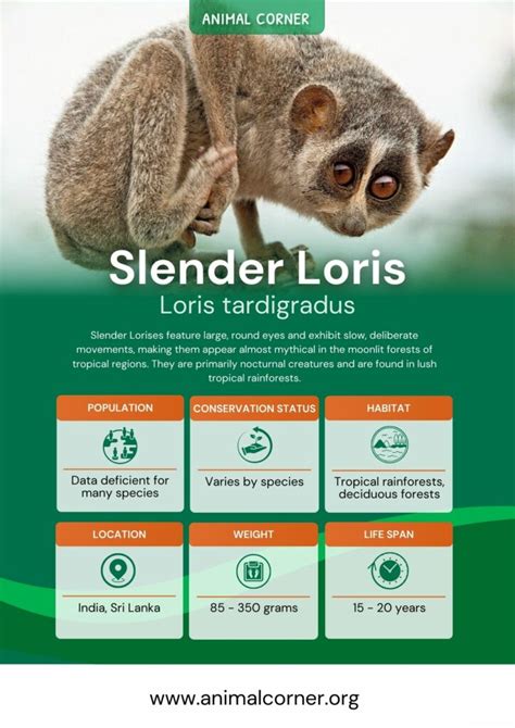 Slender Loris Facts Diet And Habitat Information