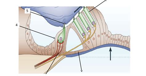 Organ Of Corti Diagram Quizlet