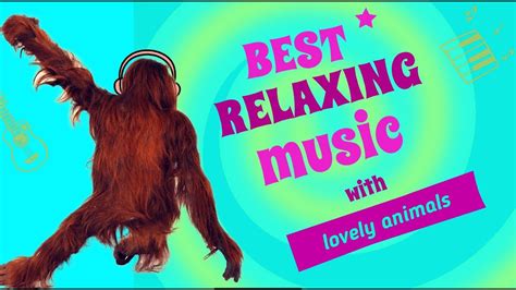 Best Relaxing Music With Lovely Animals Youtube