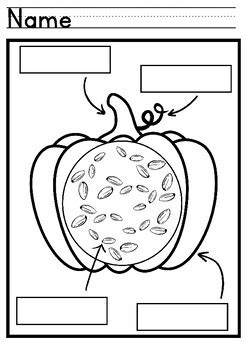 Parts Of A Pumpkin Labeling Differentiated Sheet Options Plus