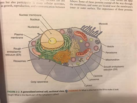 Chapter 3 The Cell Review Questions Diagram Quizlet