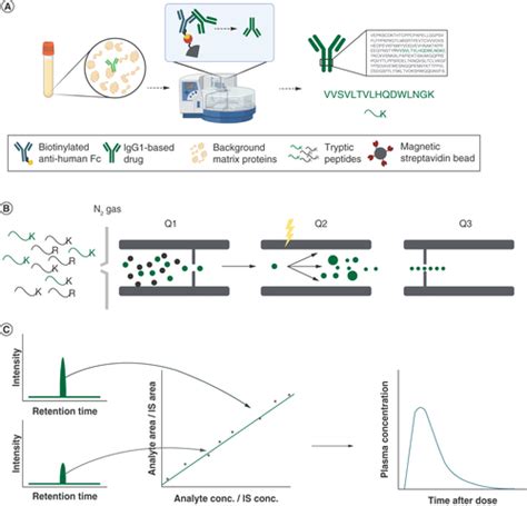 Full Article Immunocapture LCMS Methods For Pharmacokinetics Of Large