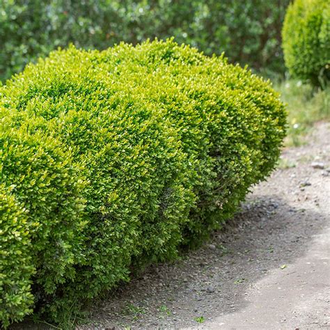 Buxus Sempervirens Suffruticosa