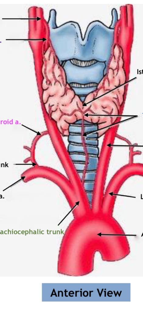 3 Arterial Anastomoses Iii Diagram Quizlet