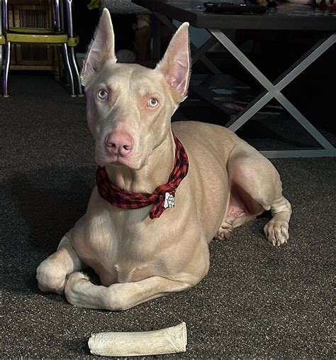 Conheça Jukka um Doberman albino que tem chamado a atenção da web por