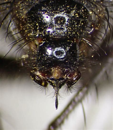 Panzeria Consobrina Male Genitalia Elveden Centerparc S Flickr