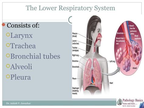 Respiratory Infections Microbiology