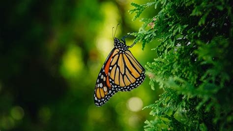 Brown Black Dots Line Design Butterfly On Green Leaves In Blur Bokeh