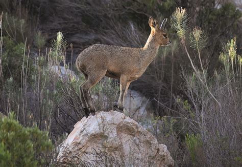 Klipspringer Antelope Animal Small - Free photo on Pixabay - Pixabay