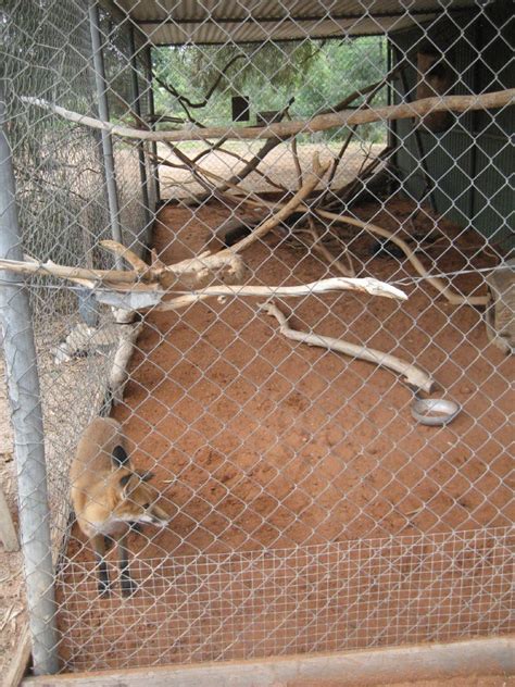 Red Fox Enclosure Zoochat