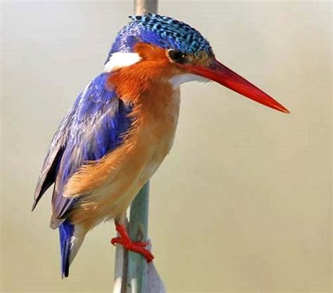 Chinese Kingfisher Art Art Kaleidoscope