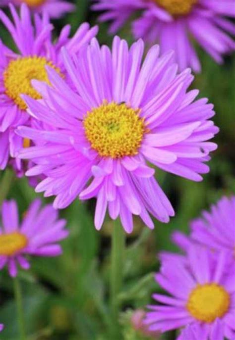 Winterharte Staude Aster Happy End Getopft Sonnengarten Sachsen