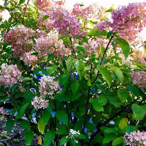 Hydrangea Paniculata Wims Red Clarenbridge Garden Centre